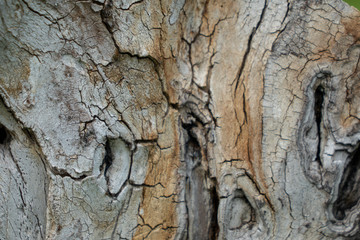 texture of the bark of an apple tree in the garden