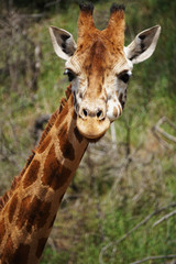 Frontal closeup of  giraffe