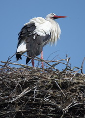 Auf dem Nest wartender Weißstorch in Linum (Gemeinde Fehrbellin), Land Brandenburg