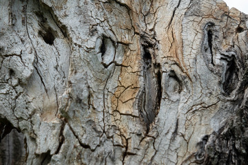 texture of the bark of an apple tree in the garden