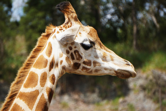 Giraffe's profile