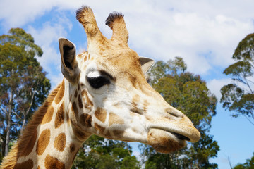 Giraffe in the zoo