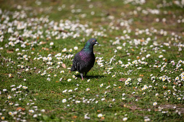 Pigeon walking on the grass field in park
