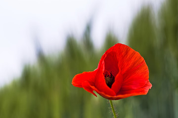 red poppy in the field