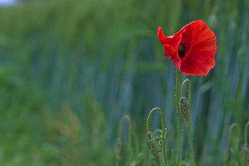 red poppy in the field