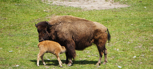 Bisons in a meadow