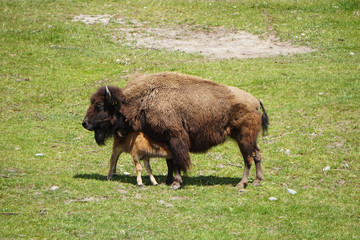 A bison and her calf