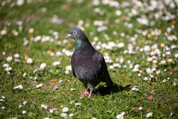 Pigeon walking on the grass field in park