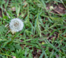 faded fluffy dandelion on a warm spring day