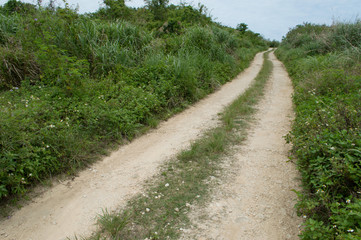 両側が茂みの轍のある白い一本道