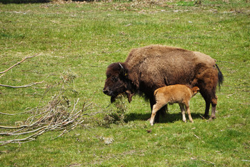 Bisons in the zoo