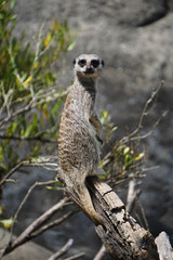 Mongoose on a tree