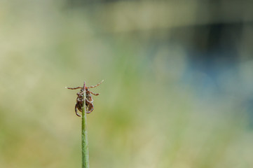 Close-up of dog tick perched on blade of grass. Ventral view. Photographed against blurry background with copy space in right part of frame. 