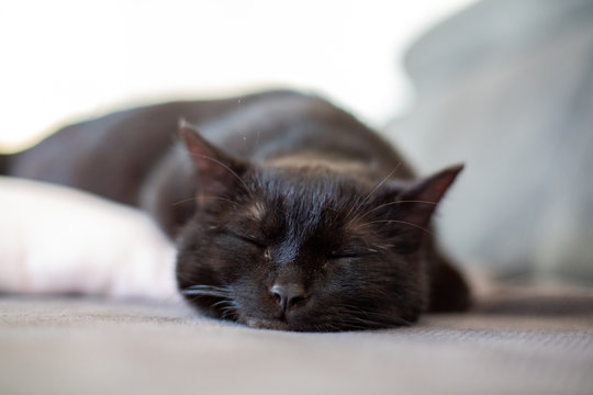 Schlafender schwarzer Kater 