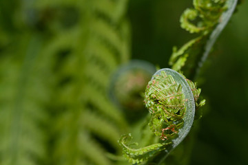 Fototapeta premium Fern closed fresh bud rolled-up spiral with its leaves as background 