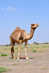 Cute single-humped camel near the desert in Al Ain city. United Arab Emirates. Asia.