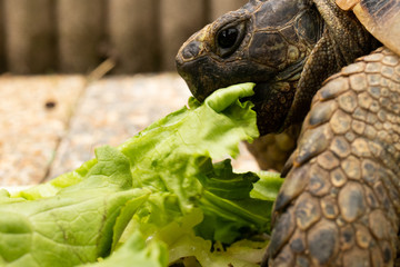 turtle tortoise eat salad eating green head eye