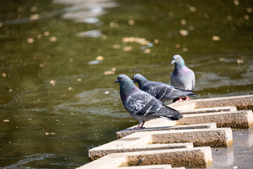 Pigeons near to the lake in park