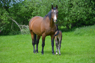 Fototapeta premium Mother and foal standing in field in Shropshire countryside, getting to know each other and sharing the warm sunny weather.