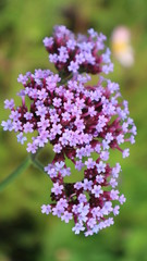 Lilac flowers in the garden