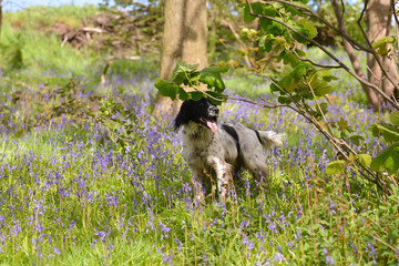 Obraz premium Pretty spaniel dog enjoying exercising in bluebell wood in spring time.