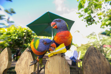 colorful rainbow lorikeets parrots are holding a small pack of sugar hanging on fence