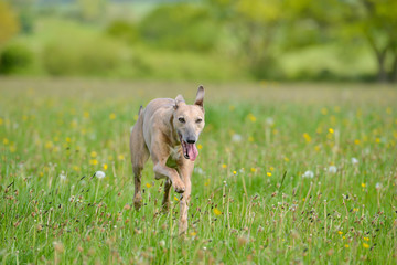 Beautiful whippet type dog enjoys exercising in spring meadow in the English countryside.