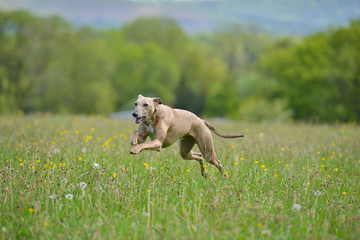 Beautiful whippet type dog enjoys exercising in spring meadow in the English countryside.