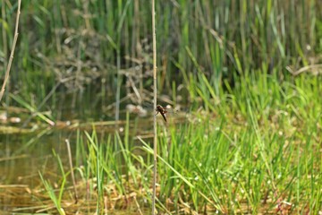 Männlicher Plattbauch (Libellula depressa) am Teich im Mai
