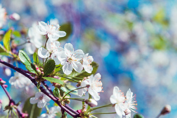 Banner with branches of a blossoming apple tree. Spring card