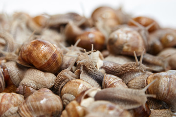 Many crawling garden snails with large shells, selective focus. Heap of alive grape snails. Exotic food