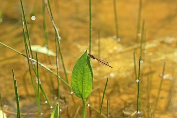 Männliche Frühe Adonislibelle oder auch Frühe Adonisjungfer (Pyrrhosoma nymphula) auf Froschlöffel (Alisma plantago-aquatica)