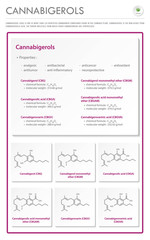 Cannabigerol CBG with Structural Formulas in Cannabis vertical business infographic illustration about cannabis as herbal alternative medicine and chemical therapy, healthcare and medical vector.