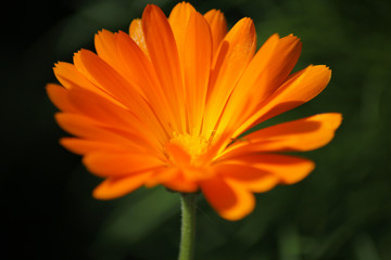 Single bright orange marigold flower 