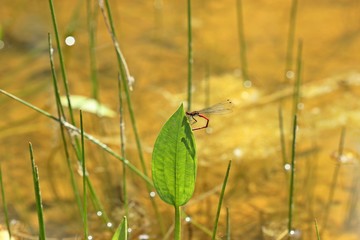 Männliche Frühe Adonislibelle oder auch Frühe Adonisjungfer (Pyrrhosoma nymphula) auf Froschlöffel (Alisma plantago-aquatica)