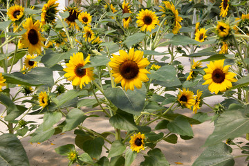 field of sunflowers