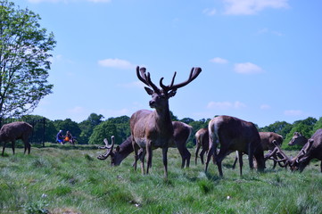 Deer in the field