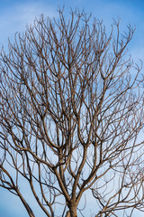 tree branches background and clear blue sky