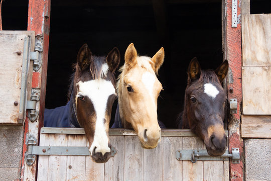Three ponies sharing a stable watch life over the door.