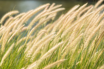 Beautiful nature background with meadow grass field and sunlight.selective focus