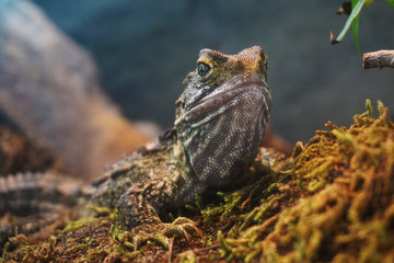 Lizard in a terrarium