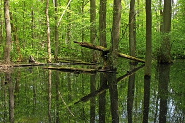 Fototapeta premium Sumpf mit umgestürzten Bäumen im Nationalpark Hainich