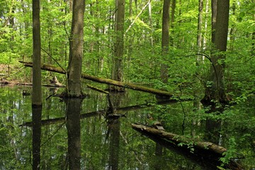 Sumpf mit umgestürzten Bäumen im Nationalpark Hainich