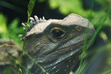 Obraz premium Lizard