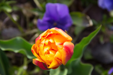 Tulips flowers. Beautiful flower background. Bud of orange tulip on blurred background, macro. Tulip flower in the garden. Flowers postcards on a holiday, blank for designer,copy space. 