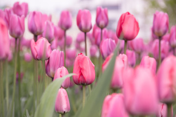 Tulips background. Nature concept - beautiful spring landscape with tulips flowers, selective focus. The texture of the flowers. Flowers postcards on a holiday, copy space. Pink tulips field.