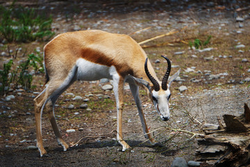 Gazelle in a zoo