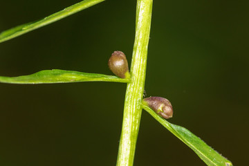 The bulbils of the coralroot (Cardamine bulbifera) in spring