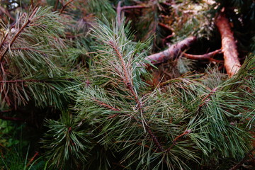 dry pine branches lie on the ground