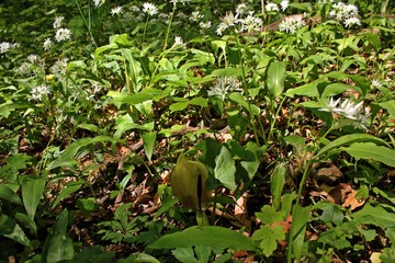 Giftiger Aronstab (Arum maculatum) zwischen blühendem Bärlauch (Allium ursinum)